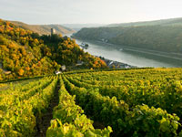 Bei einer Wanderung auf den Traumpfaden an der Mosel gibt es viel zu entdecken.