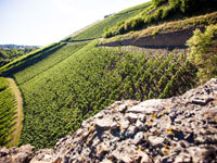 Eine Weinwanderung durch die Weinberge an der Nahe kann sehr informativ und erholsam sein.