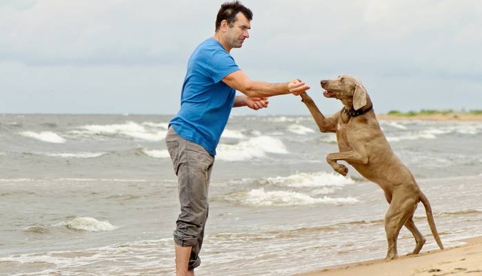 Ostseestrand ist Hundeland. (Foto: shutterstock - Tatjana Baibakova)