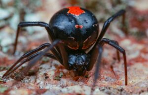 Die Redback Spider sind gefährlich - im Gegensatz zu den meisten anderen Arten in Australien. Der Spinnenregen ist dennoch angsteinflößend. (Foto: shutterstock - Peter Yeeles)