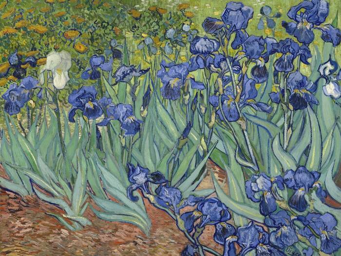 'Iris', Vincent van Gogh, gemalt im Garten seines Asyls in Saint-Remy, Frankreich im Mai 1889 (Foto: shutterstock - Everett Collection)