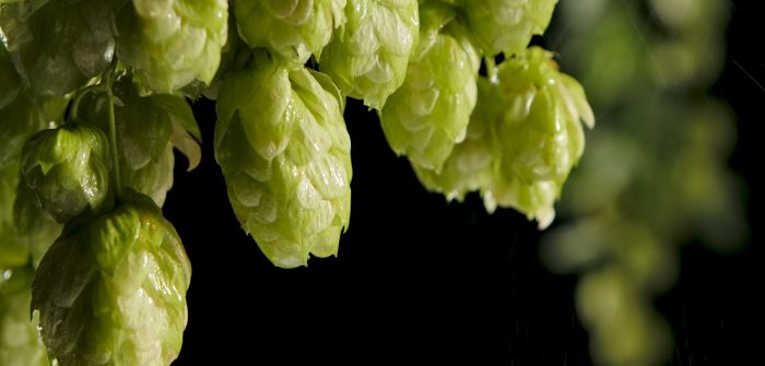 Prognose für die Hopfenernte 2023: Wie beeinflussen die Markttrends die Erwartungen? Ernteprognose: Wird die Hopfenernte 2023 den Ertrag von 2022 (Foto: AdobeStock - kinomaster)