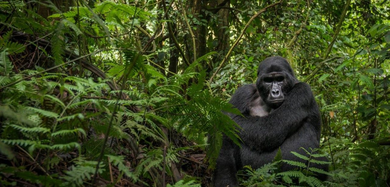 Erleben Sie unvergessliche Abenteuer in Uganda und Ruanda! (Foto: AdobeStock 550564346 Roger de la Harpe)