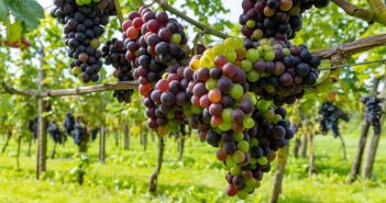 Weinjahrgang 2023: Erfolgreiche Bewältigung der Herausforderungen Weinjahrgang 2023: Eine Herausforderung, aber auch ein (Foto: AdobeStock - barmalini 645502165)