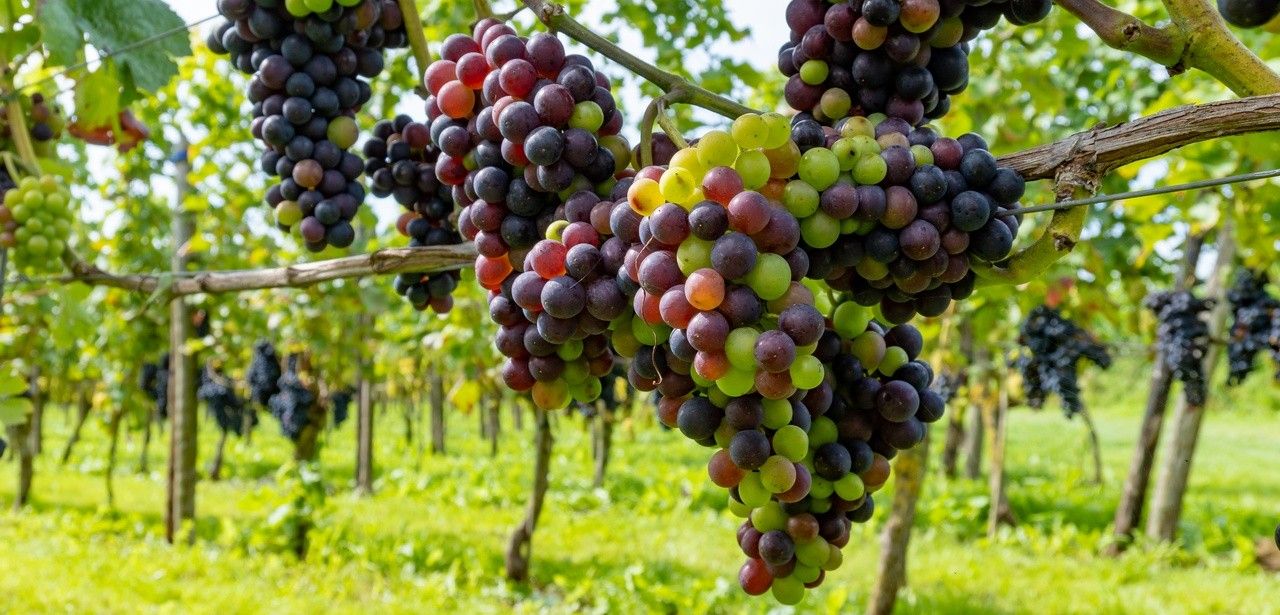 Weinjahrgang 2023: Eine Herausforderung, aber auch ein (Foto: AdobeStock - barmalini 645502165)