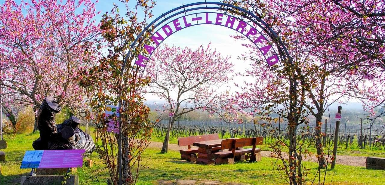 Führungen zu den schönsten blühenden Mandelbäumen in Gimmeldingen Naturwunder in Gimmeldingen - Die Mandelblüte hautnah (Foto: AdobeStock - LianeM 278502578)