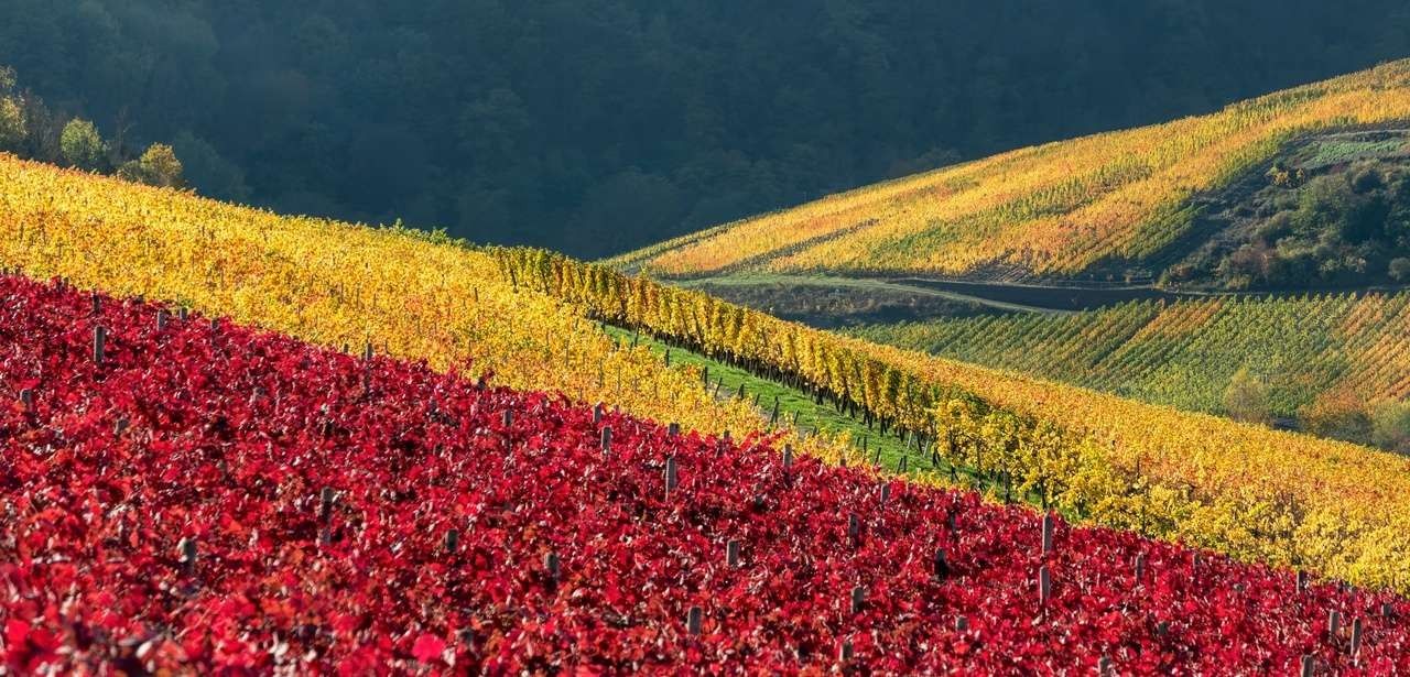 Vielfalt an exzellenten Weinen und regionalen Speisen lockt (Foto: AdobeStock - kathomenden 390656012)