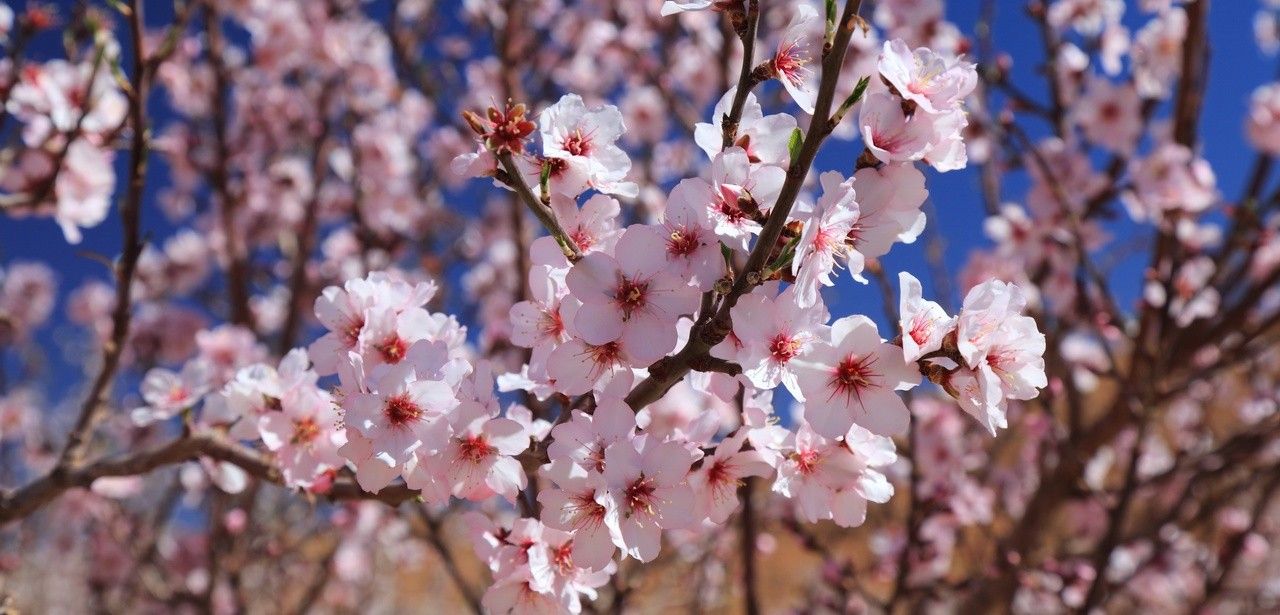 Mandelblütenfest in Tafraoute: Authentische Berbertraditionen zwischen rosa, einzigartigem (Foto: AdobeStock -  Tupungato - 1906938151)